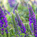 Salvia Sway