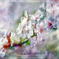 Spring Blossoms
